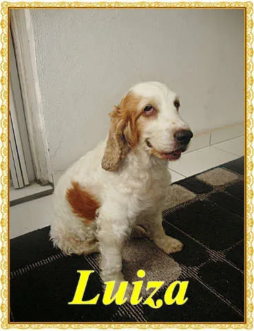 Cachorro ra a Cocker Spaniel idade 3 anos nome Luiza