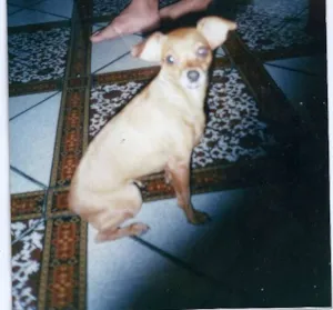 Cachorro raça Pinscher idade 6 ou mais anos nome SASHA