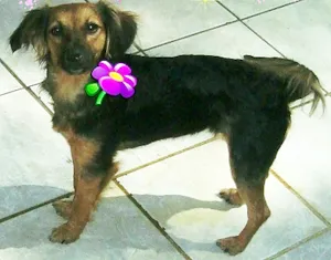 Cachorro raça srd idade 1 ano nome chiquinha