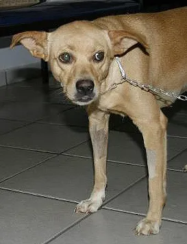 Cachorro ra a SRD idade 7 a 11 meses nome MEIGA Castrada