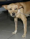 MEIGA Castrada