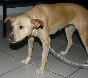 Cachorro raça SRD idade 7 a 11 meses nome MEIGA Castrada