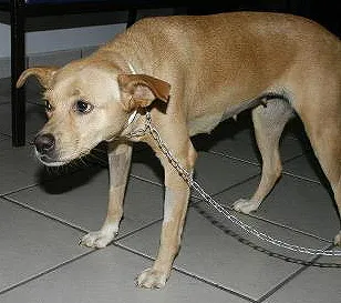 Cachorro ra a SRD idade 7 a 11 meses nome MEIGA Castrada