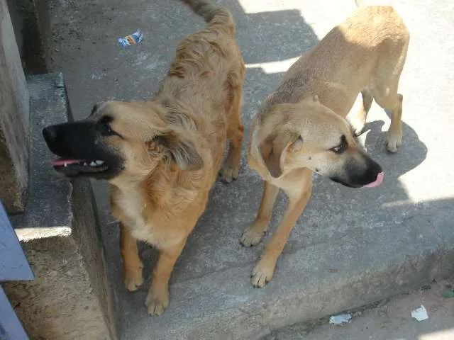 Cachorro ra a Vira lata idade 2 a 6 meses nome Sem nome