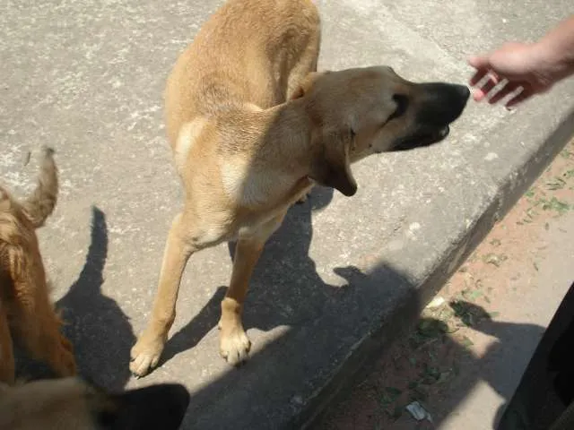 Cachorro ra a Vira lata idade 2 a 6 meses nome Sem nome