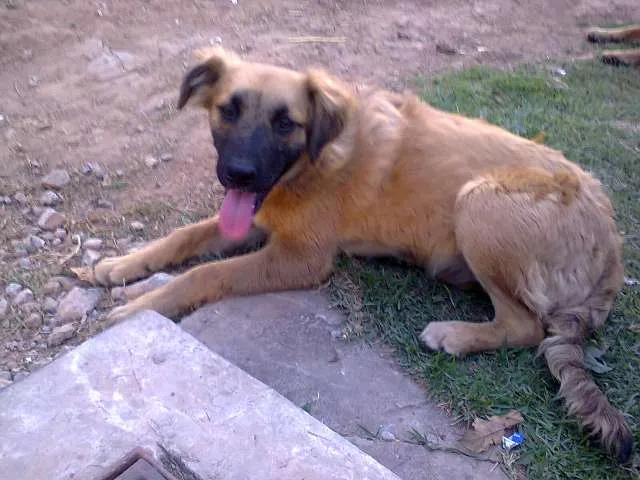 Cachorro ra a Vira lata idade 2 a 6 meses nome Sem nome