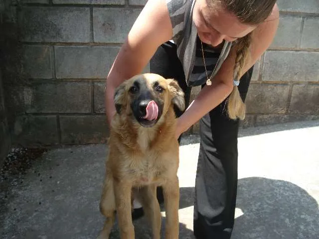 Cachorro ra a Vira lata idade 2 a 6 meses nome Sem nome