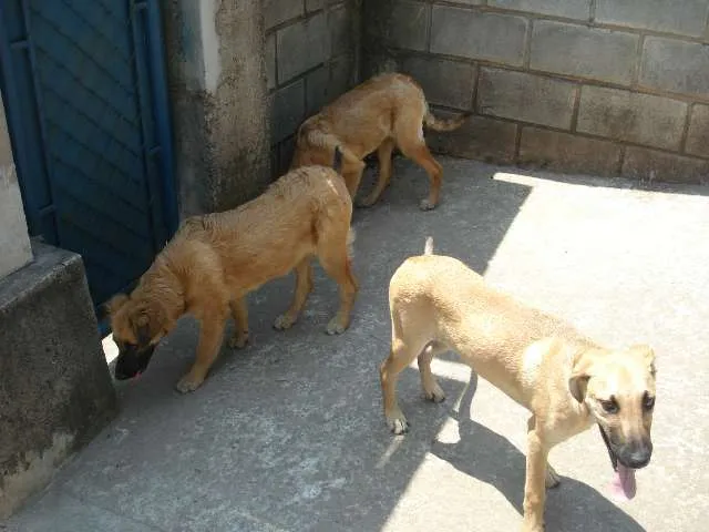 Cachorro ra a Vira lata idade 2 a 6 meses nome Sem nome