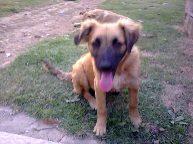 Cachorro ra a Vira lata idade 2 a 6 meses nome Sem nome
