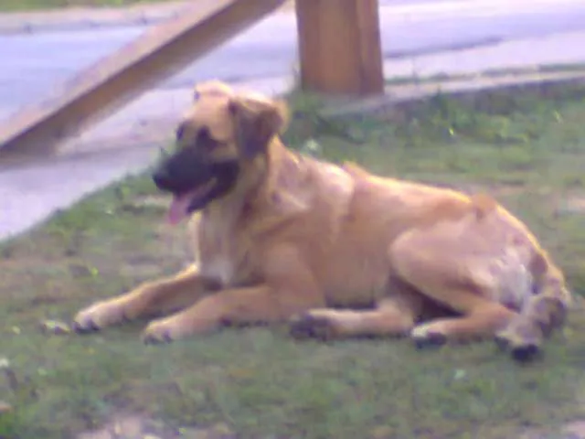 Cachorro ra a Vira lata idade 2 a 6 meses nome Sem nome