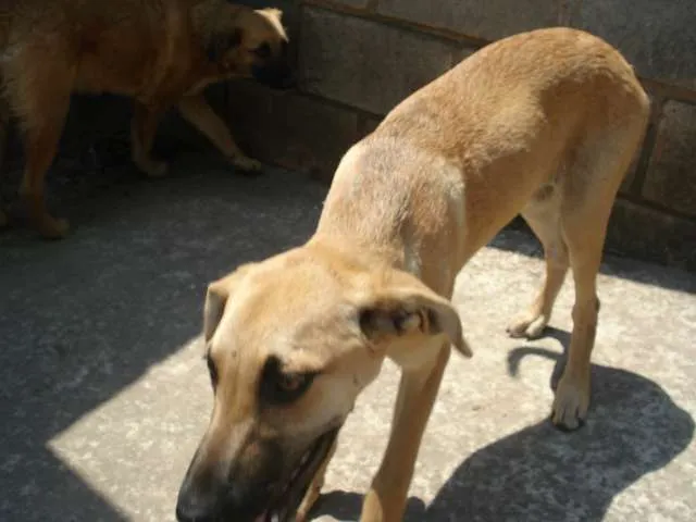Cachorro ra a Vira lata idade 2 a 6 meses nome Sem nome