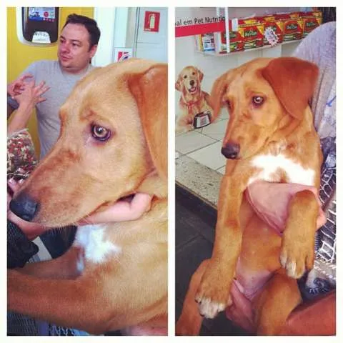 Cachorro ra a SRD idade 2 a 6 meses nome Mel