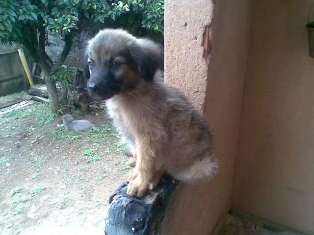 Cachorro ra a Labrador com viralata idade 7 a 11 meses nome Zeus