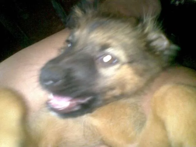 Cachorro ra a Labrador com viralata idade 7 a 11 meses nome Zeus