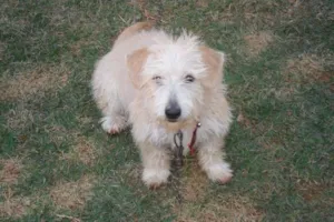 Cachorro raça Vira lata idade 2 a 6 meses nome Bobi