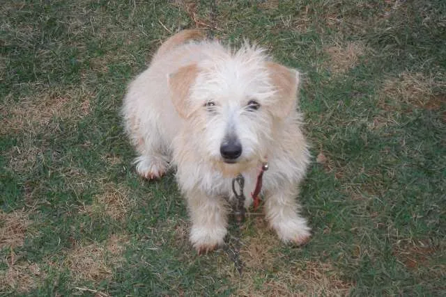 Cachorro ra a Vira lata idade 2 a 6 meses nome Bobi