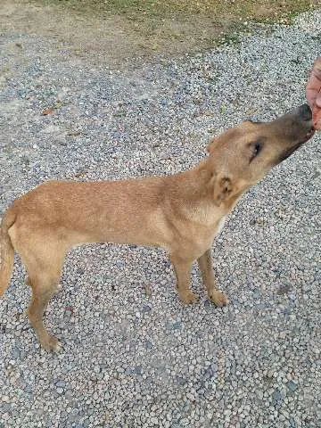 Cachorro ra a SRD idade 7 a 11 meses nome Costelinha