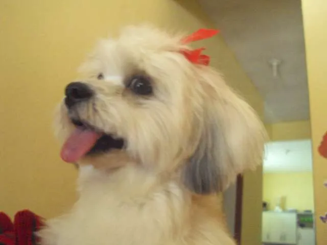 Cachorro ra a Lhasa Apso idade 2 anos nome Lessye GRATIFICA