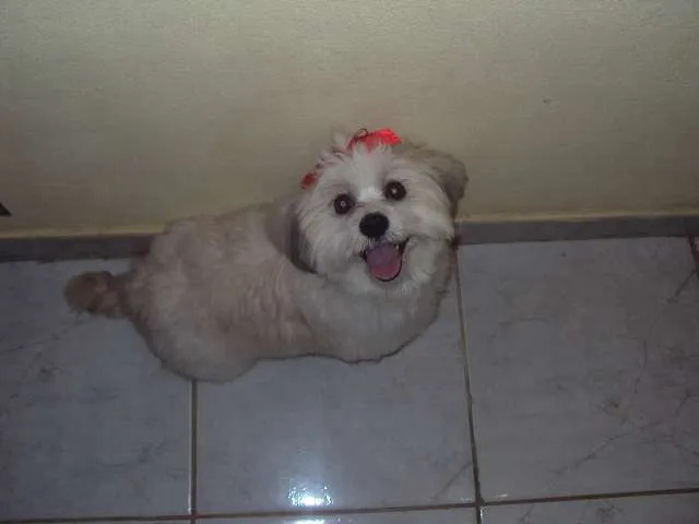 Cachorro ra a Lhasa Apso idade 2 anos nome Lessye GRATIFICA