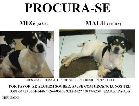 Cachorro ra a  idade 3 anos nome Meg / Malu GRATIFICA