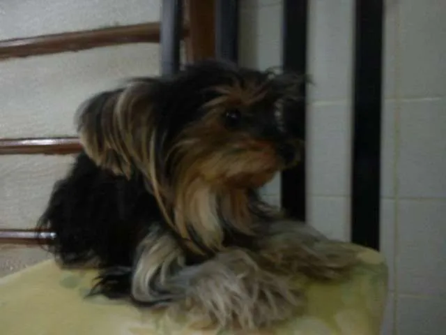 Cachorro ra a YORKSHAIRE idade 2 anos nome LOLA GRATIFICA