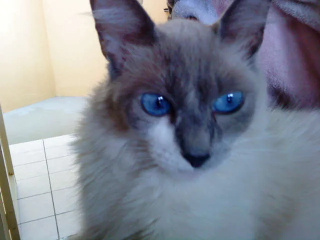Gato ra a Indefinida idade 3 anos nome Chica