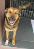 Estrelinha
