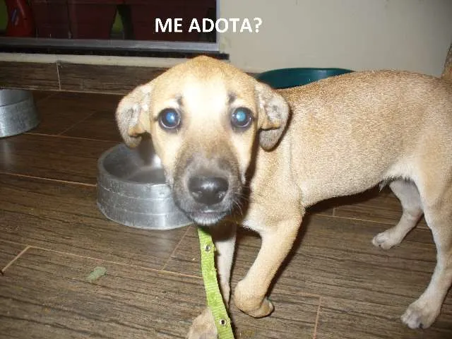 Cachorro ra a SRD idade 2 a 6 meses nome ROBERTO