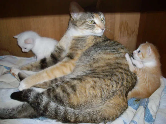 Gato ra a  idade Abaixo de 2 meses nome sem nome