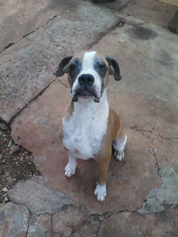Cachorro ra a Boxer idade 4 anos nome Nick