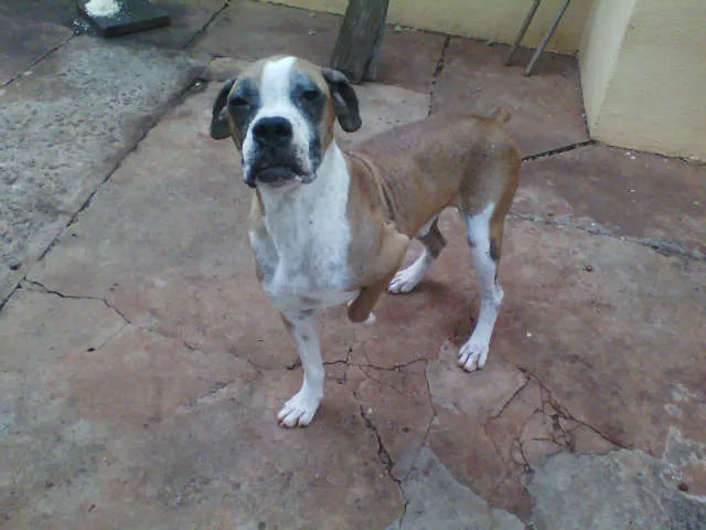 Cachorro ra a Boxer idade 4 anos nome Nick