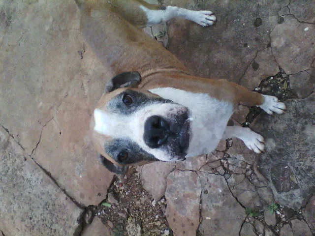 Cachorro ra a Boxer idade 4 anos nome Nick
