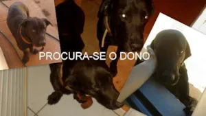 Cachorro raça  idade  nome PROCURA-SE O VERDAD