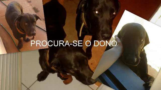 Cachorro ra a  idade  nome PROCURA-SE O VERDAD