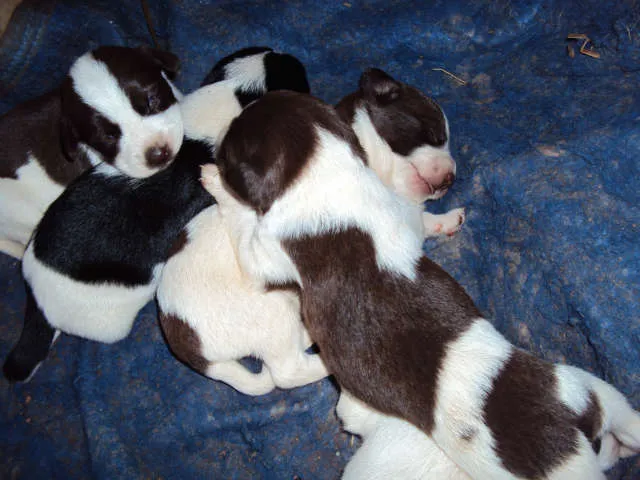 Cachorro ra a SRD idade Abaixo de 2 meses nome S/N