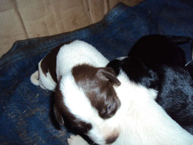 Cachorro ra a SRD idade Abaixo de 2 meses nome S/N