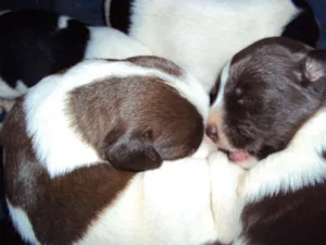 Cachorro raça SRD idade Abaixo de 2 meses nome S/N