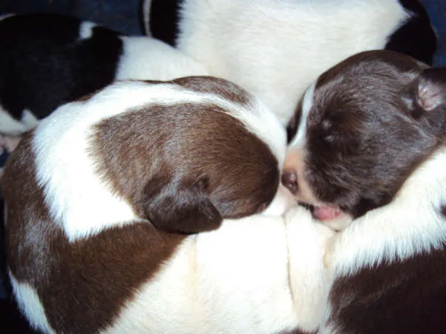 Cachorro ra a SRD idade Abaixo de 2 meses nome S/N