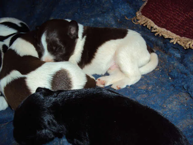 Cachorro ra a SRD idade Abaixo de 2 meses nome S/N