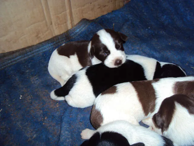 Cachorro ra a SRD idade Abaixo de 2 meses nome S/N