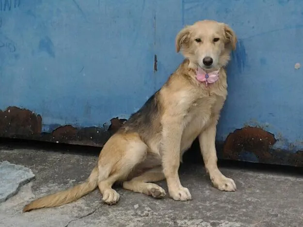 Cachorro ra a SRD idade 2 a 6 meses nome Bellzinha