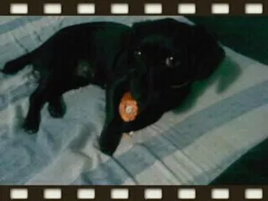 Cachorro raça SRD idade 1 ano nome Shakira