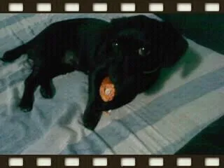 Cachorro ra a SRD idade 1 ano nome Shakira