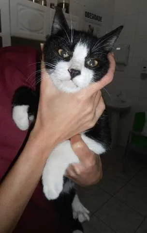 Gato ra a srd idade 2 a 6 meses nome Cookie
