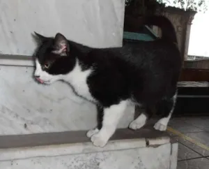 Gato raça srd idade 2 a 6 meses nome Cookie