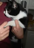 Cookie
