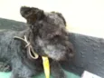 bob