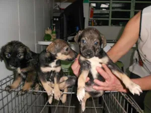 Cachorro raça SRD idade Abaixo de 2 meses nome July, Keity e Melani