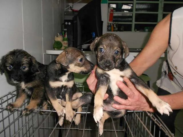 Cachorro ra a SRD idade Abaixo de 2 meses nome July, Keity e Melani