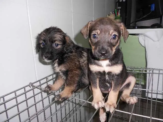 Cachorro ra a SRD idade Abaixo de 2 meses nome July, Keity e Melani